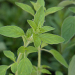 Mit Oregano gegen Pilzinfektionen Mit Oregano gegen Pilzinfektionen