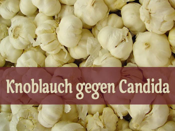 Gesunde Knoblauch Knolle