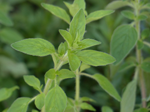 oregano-gegen-pilzinfektionen